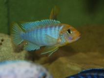 Maylandia hajomaylandi Chizumulu Island (male)