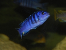 Labidochromis sp.
