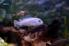 Labidochromis sp.