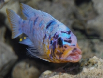 Maylandia fainzilberi Lupingu (MC)