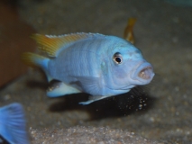 Maylandia greshakei Makokola Reef(Mâle)