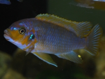 Petrotilapia palingnathos Taiwanee Reef (mâle)