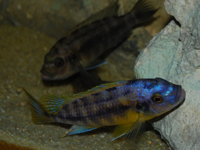Petrotilapia sp.