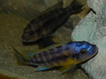 Petrotilapia sp.