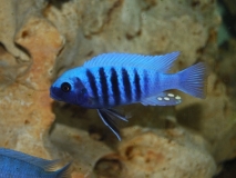 Maylandia zebra Makonde (Mâle)