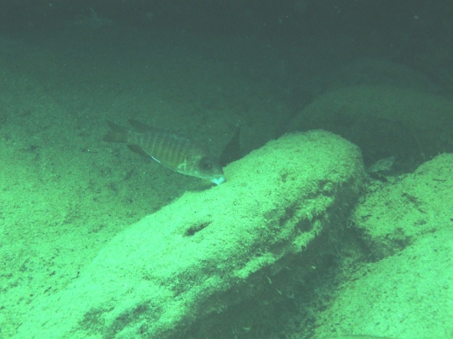 Aulonocara stuartgranti Nkata Bay (Femelle)