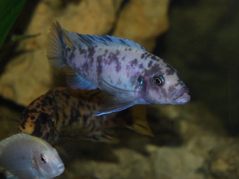 Maylandia callainos Chitande Island(femelle)