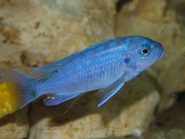 Maylandia zebra Makonde (Femelle)
