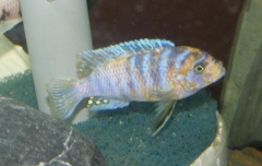 Maylandia xanstomachus  Maleri Island (Mâle MC)