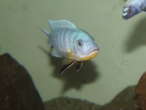 Maylandia fainzilberi Mara Rocks (Male)