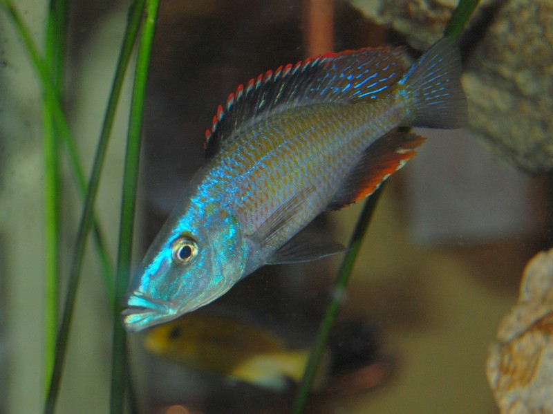 Dimidiochromis compressiceps (Mâle)