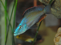 Dimidiochromis compressiceps (Mâle)