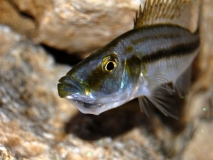 Dimidiochromis compressiceps (Femelle)