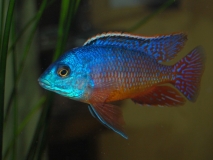 Protomelas taeniolatus Namalenje Island (Mâle)