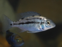 Protomelas taeniolatus Namalenje Island (Femelle)