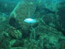 Maylandia zebra .Membe Island (Mâle)