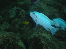 Maylandia zebra .Membe Island (Mâle)