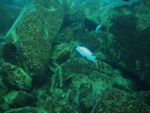 Maylandia zebra .Membe Island (Male)
