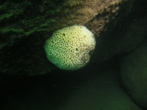 Malawispongia echinoides