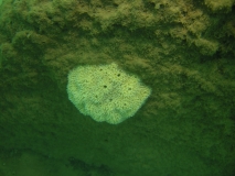 Malawispongia echinoides
