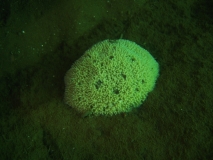 Malawispongia echinoides
