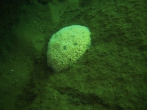 Malawispongia echinoides