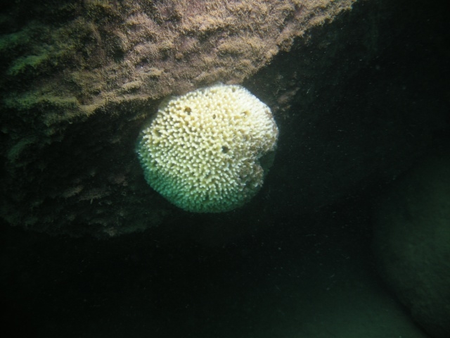 Malawispongia echinoides