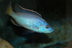 Caprichromis orthognathus