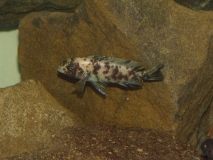 Maylandia sp. 