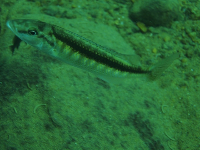 Champsochromis spilorhynchus Nkata Bay (Femelle)