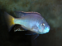Caprichromis orthognathus