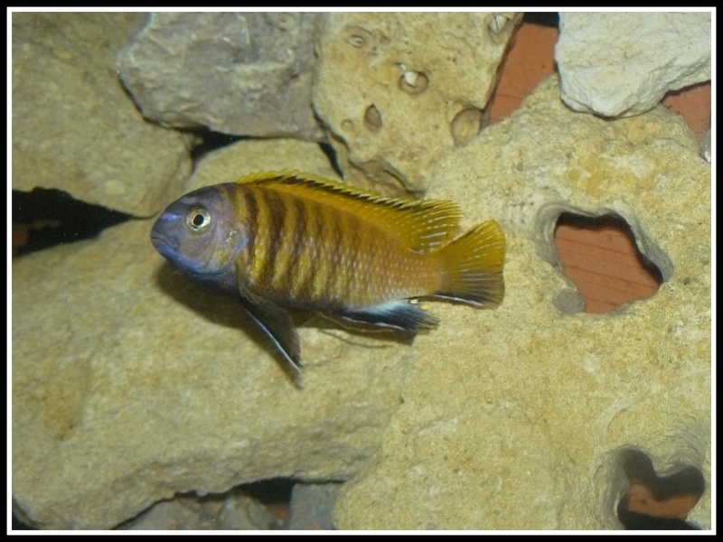 Tropheops sp. 