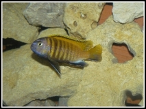 Tropheops sp. 