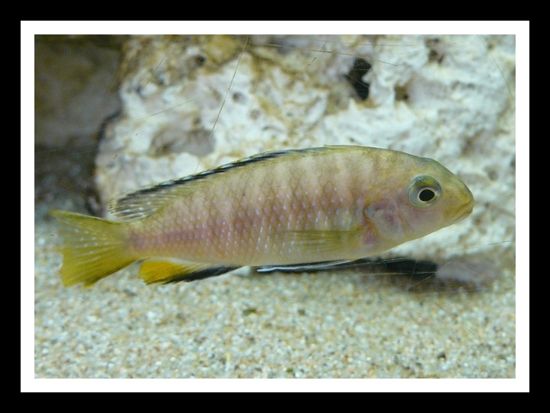 Tropheops sp. 