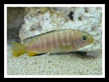 Tropheops sp. 