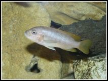 Maylandia greshakei Makokola Reef(Femelle)