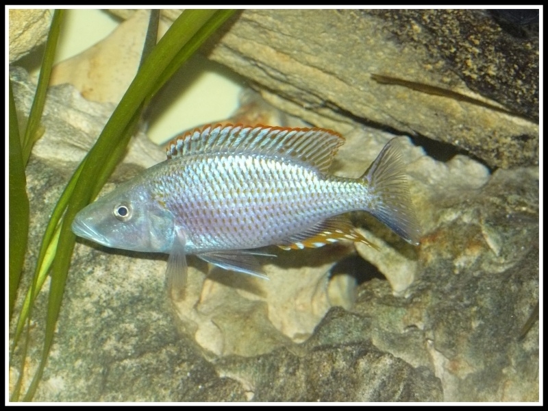 Dimidiochromis compressiceps gold Chizumulu (Mâle)