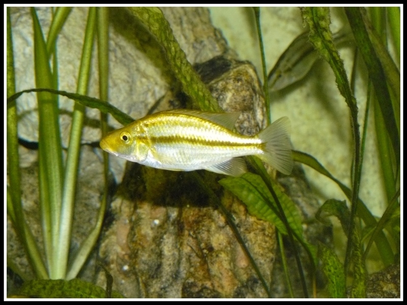Dimidiochromis compressiceps gold Chizumulu Island(Femelle)