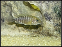 Aulonocara baenschi Nkhomo Reef (Femelle)