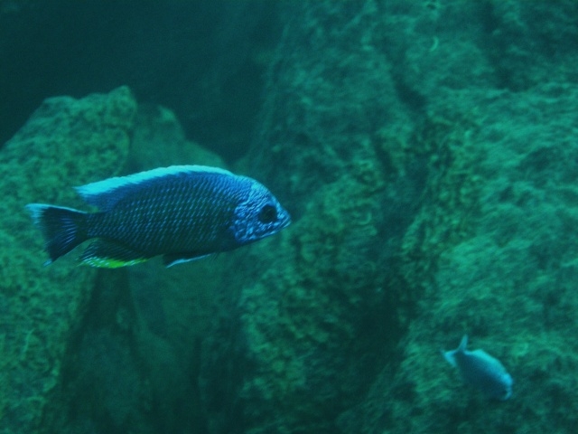 Copadichromis borleyi  Nkhata Bay (Male)