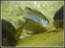 Lethrinops sp.
