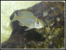 Lethrinops sp.