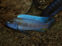 Labeotropheus trewavasae Lion's cove (Mâle)