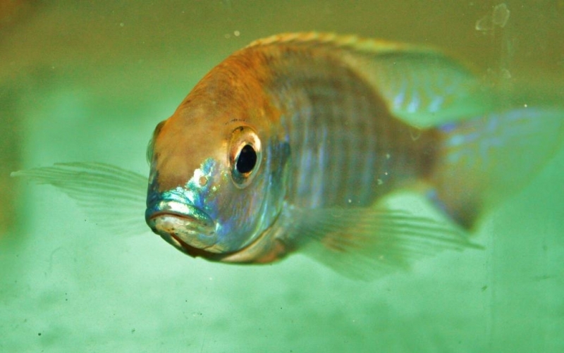 Lethrinops sp.