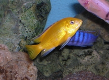 Labidochromis caeruleus Ruarwe (Mâle)