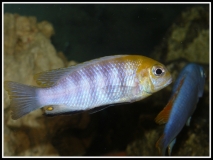 Tropheops sp.