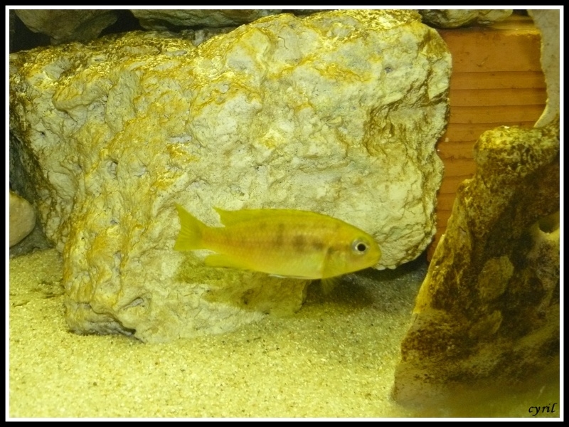 Tropheops sp.