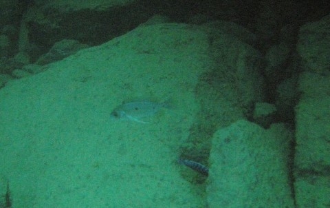 Copadichromis borleyi Nkhata Bay (Femelle)