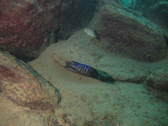 Copadichromis sp. 