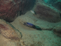 Copadichromis sp. 